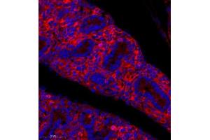 Immunofluorescence analysis of paraffin embedded mouse embryonic mouse using PLXNC1 (ABIN7075109) at dilution of 1: 650 (Plexin C1 antibody)