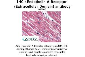 Image no. 1 for anti-Endothelin Receptor Type A (EDNRA) (3rd Extracellular Domain) antibody (ABIN1734023) (Endothelin-1 Receptor antibody  (3rd Extracellular Domain))