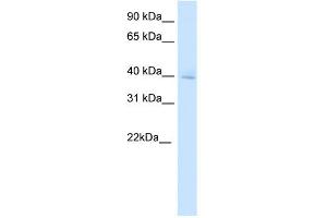 WB Suggested Anti-DMBX1 Antibody Titration:  0.