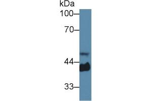 Western Blot; Sample: Mouse Serum; Primary Ab: 1µg/ml Rabbit Anti-Mouse Hpt Antibody Second Ab: 0. (Haptoglobin antibody  (AA 70-332))