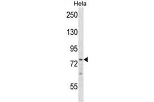 BRF1 Antibody (Center) western blot analysis in Hela cell line lysates (35µg/lane).