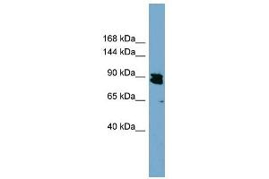 KIAA0317 antibody used at 1 ug/ml to detect target protein. (AREL1 antibody  (N-Term))