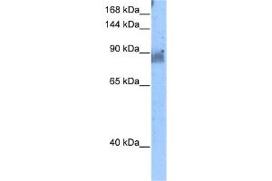 WB Suggested Anti-NELL2 Antibody Titration:  5. (NELL2 antibody  (N-Term))