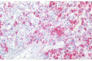 Immunohistochemistry staining of human adrenal gland (paraffin-embedded sections) with anti-CD57 (TB01), 10 μg/mL. (CD57 antibody)