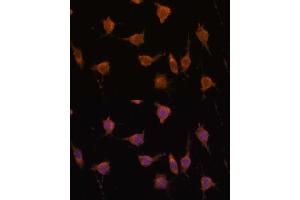 Immunofluorescence analysis of L929 cells using V antibody  at dilution of 1:100. (VAV3 antibody  (AA 560-680))