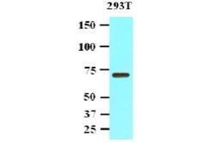 Western Blotting (WB) image for anti-Protein Phosphatase, Mg2+/Mn2+ Dependent, 1G (PPM1G) (AA 317-546) antibody (ABIN317552) (PPM1G antibody  (AA 317-546))