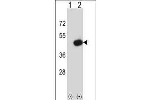 Western blot analysis of Pdk2 (arrow) using rabbit polyclonal Mouse Pdk2 Antibody (N-term) (ABIN657996 and ABIN2846942). (PDK2 antibody  (N-Term))