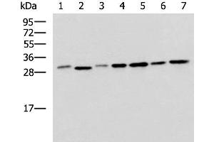 Western blot analysis of 293T LO2 Hela and Jurkat cell lysates using EXOSC4 Polyclonal Antibody at dilution of 1:650