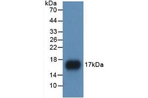 Western blot analysis of recombinant Human APOA1. (APOA1 antibody  (AA 122-267))