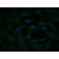anti-Mitogen-Activated Protein Kinase Kinase 2 (MAP2K2) (AA 1-50) antibody