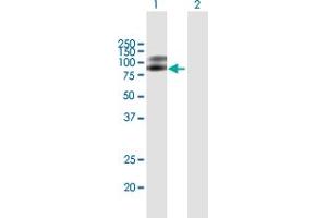 Western Blot analysis of NTRK2 expression in transfected 293T cell line by NTRK2 MaxPab polyclonal antibody.