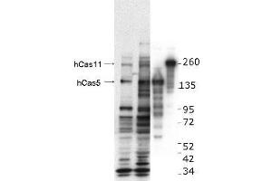 Image no. 1 for anti-Castor Zinc Finger 1 (CASZ1) (Internal Region) antibody (ABIN1100437) (CASZ1 antibody  (Internal Region))