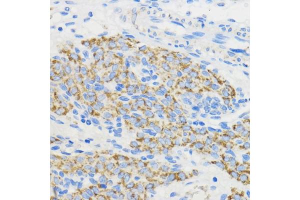 BOLA3 antibody  (AA 1-68)
