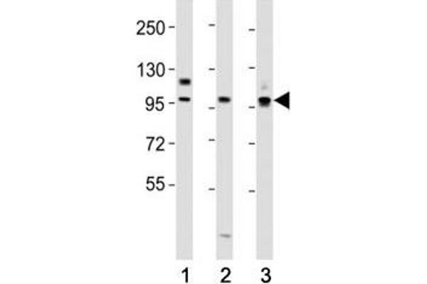 PROX1 antibody  (AA 492-520)