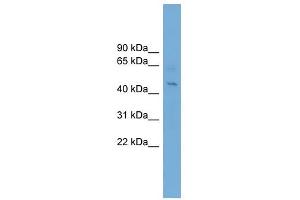 EIF4A1 antibody used at 1 ug/ml to detect target protein. (EIF4A1 antibody  (Middle Region))