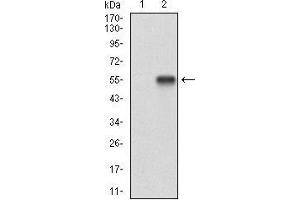 Western blot analysis using RANGAP1 mAb against HEK293 (1) and RANGAP1 (AA: 359-587)-hIgGFc transfected HEK293 (2) cell lysate. (RANGAP1 antibody  (AA 359-587))