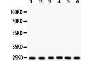 Western Blotting (WB) image for anti-Transcription Factor A, Mitochondrial (TFAM) (AA 214-241), (N-Term) antibody (ABIN3043945) (TFAM antibody  (N-Term))