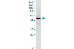 RFC5 antibody  (AA 1-340)