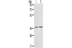 Western Blotting (WB) image for anti-PDZ and LIM Domain 4 (PDLIM4) antibody (ABIN2430741)