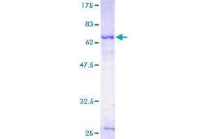 SERPINA5 Protein (AA 17-406) (GST tag)