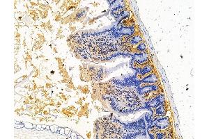 ABIN7095806 and ABIN7099868 at 1/100 staining mouse colorectal tissue by IHC-P. (SMOC2 antibody)