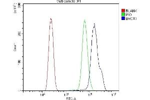 Flow Cytometry analysis of HL-60 cells using anti-BRCA1 antibody (ABIN7600079). (BRCA1 antibody  (AA 1467-1863))