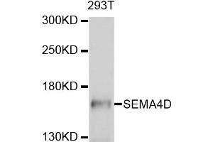 Western blot analysis of extracts of 293T cells, using SEMA4D antibody (ABIN4905113) at 1:1000 dilution.