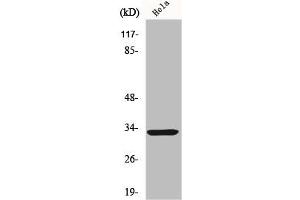 FOXR1 Antikörper  (C-Term)