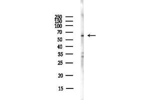 anti-Frizzled Family Receptor 7 (FZD7) (C-Term) antibody