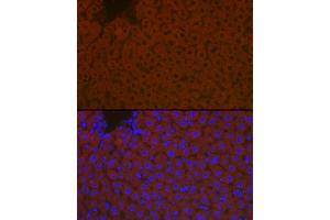 Immunofluorescence (IF) image for anti-Apolipoprotein B (APOB) (AA 28-330) antibody (ABIN5663872)
