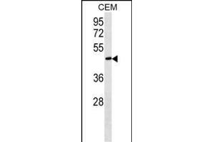 FBLN5 Antibody (C-term) (ABIN1537265 and ABIN2849511) western blot analysis in CEM cell line lysates (35 μg/lane). (Fibulin 5 antibody  (C-Term))
