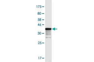 Western Blot detection against Immunogen (38. (TIAF1 antibody  (AA 1-115))