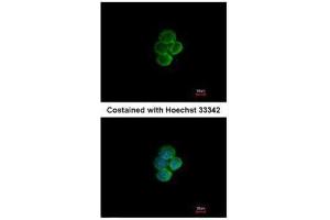 ICC/IF Image Immunofluorescence analysis of methanol-fixed A431, using Siglec 7, antibody at 1:200 dilution. (SIGLEC7 antibody)