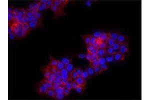 Immunofluorescence (IF) image for anti-Receptor tyrosine-protein kinase erbB-2 (ErbB2/Her2) antibody (Alexa Fluor 647) (ABIN2657764) (ErbB2/Her2 antibody  (Alexa Fluor 647))