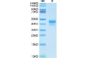 Biotinylated Human CD3E 1-27 peptide on Tris-Bis PAGE under reduced condition. (CD3 epsilon Protein (CD3E) (AA 23-48) (Fc-Avi Tag,Biotin))