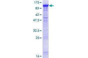DHX32 Protein (AA 1-743) (GST tag)