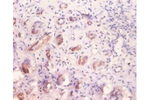 Immunohistochemistry of paraffin embedded human kidney tissue using ABIN7143879 at dilution of 1:100 (GLA antibody  (AA 32-429))