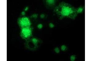 Anti-MAPK7 mouse monoclonal antibody (ABIN2454064) immunofluorescent staining of COS7 cells transiently transfected by pCMV6-ENTRY MAPK7 (RC203506). (MAPK7 antibody)
