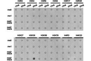 Dot-blot analysis of all sorts of methylation peptides using H3K36me3antibody. (Histone 3 antibody  (H3K36me3))