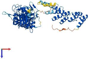 AlphaFold protein structure predicition of Human Recombinant ASPG Protein, UniprotID Q86U10 (Asparaginase Protein (AA 1-573) (His tag))
