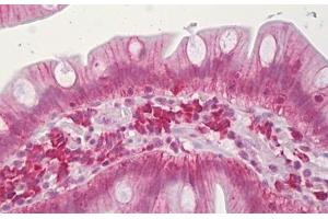 Anti-CLDN3 / Claudin 3 antibody IHC staining of human small intestine.