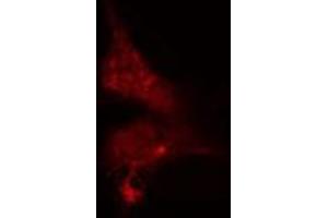 ABIN6275516 staining  NIH-3T3 cells by IF/ICC. (SERGEF antibody  (Internal Region))
