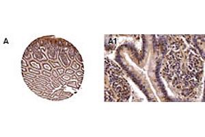 Formalin-fixed, paraffin-embedded normal human colon stained for NOD2 expression.