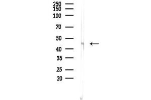 Western blot analysis of lysates from Mouse liver, using RIP3/RIPK3 Antibody at 1/1000 dilution.
