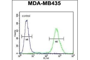 DEM1 Antibody (Center) (ABIN654435 and ABIN2844171) flow cytometric analysis of MDA-M cells (right histogram) compared to a negative control cell (left histogram). (EXO5 antibody  (AA 166-193))