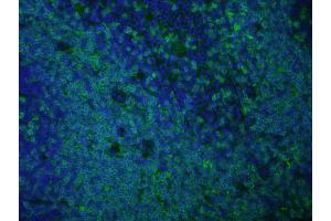 Immunofluorescence of anti rat IgG antibody Tissue: Normal mouse spleen Fixation: methanol frozen Antigen retrieval: user optimized Primary antibody: AbD Serotec's Rat anti-mouse CD3 antibody (KT3 clone). (Goat anti-Rat IgG (Heavy & Light Chain) Antibody (Atto 488) - Preadsorbed)