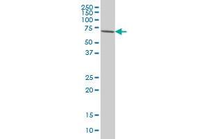 IRAK3 antibody  (AA 497-596)