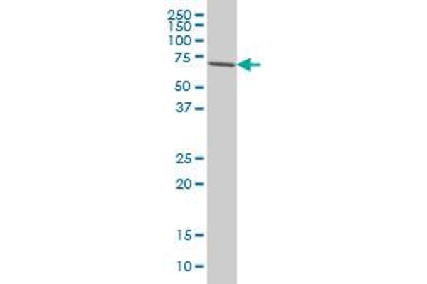 IRAK3 antibody  (AA 497-596)