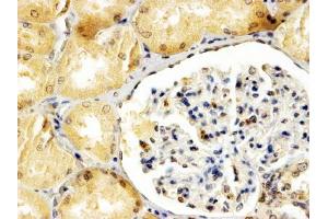 ABIN2613385 (4µg/ml) staining of paraffin embedded Human Kidney. (APOBEC3G antibody  (Internal Region))