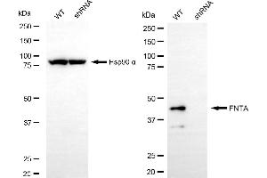 Western blotting analysis using FNTA antibody (ABIN7798575).